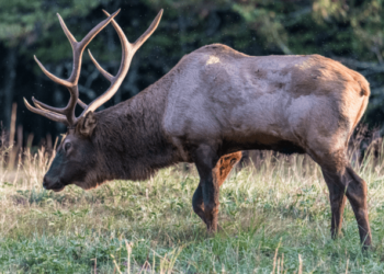 Arizona woman trampled to death by elk – Law Officer
